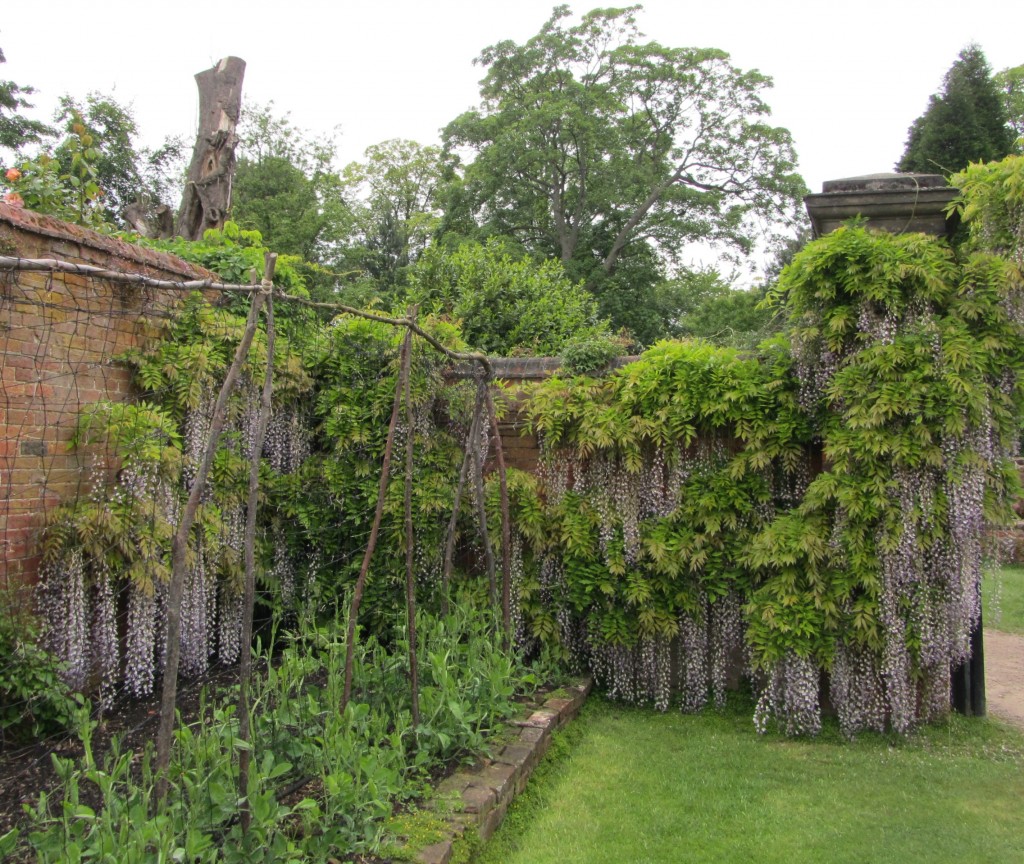 Calke Abbey gardens 1