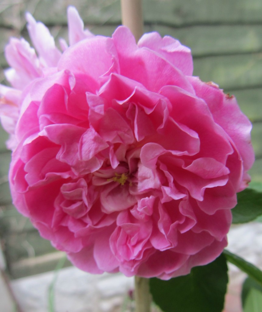 Harlow Carr Rose Bloom