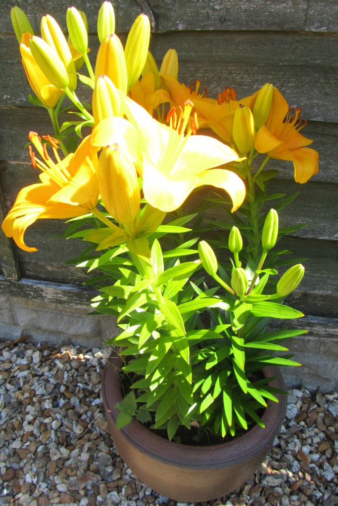 asiatic lillies