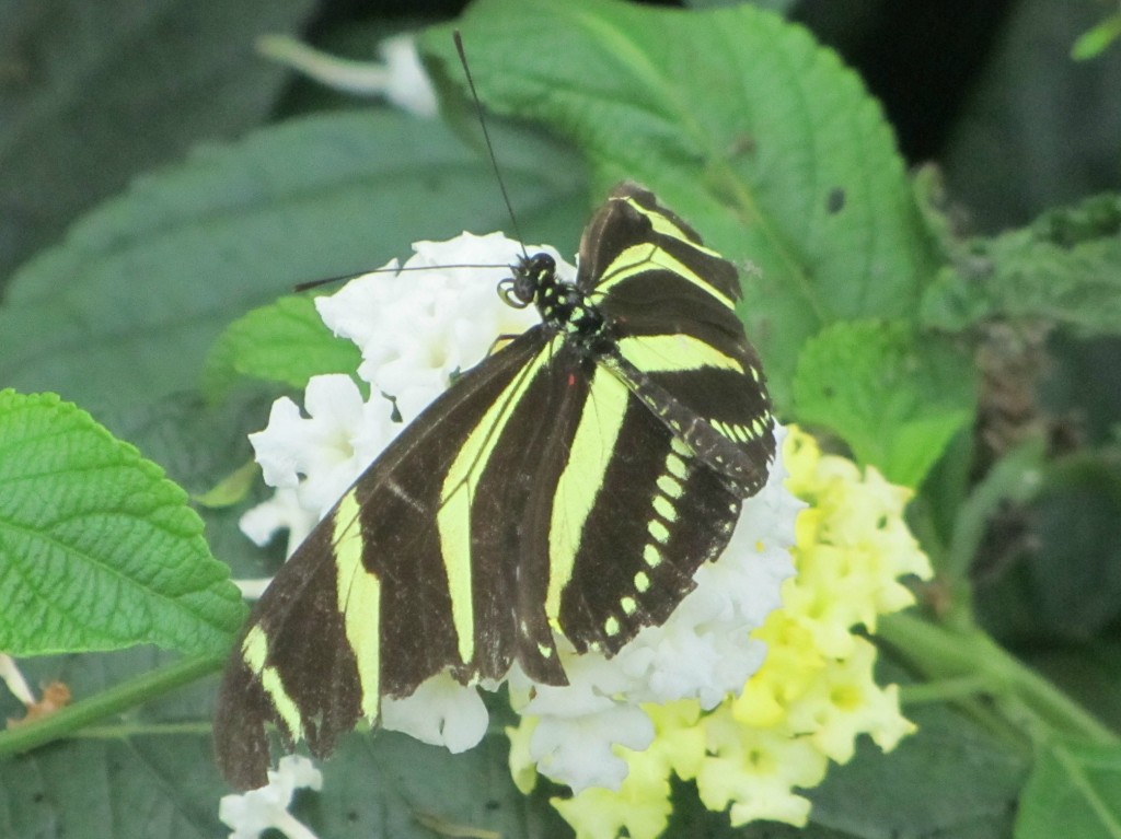 butterfly house 1