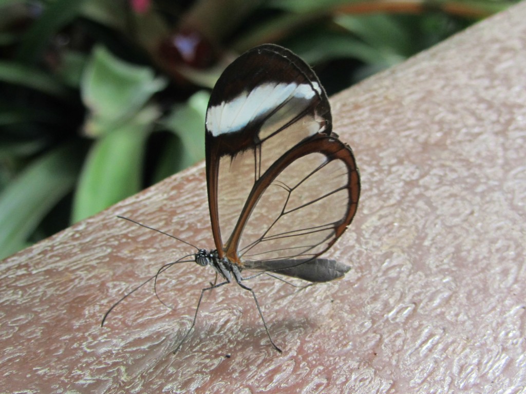 butterfly house 3