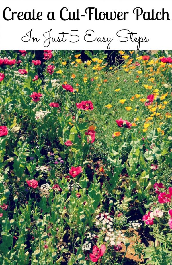 Creating a CutFlower Patch