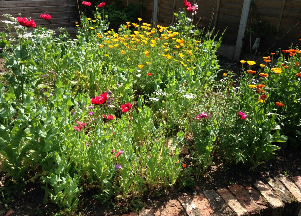 The Flower Patch