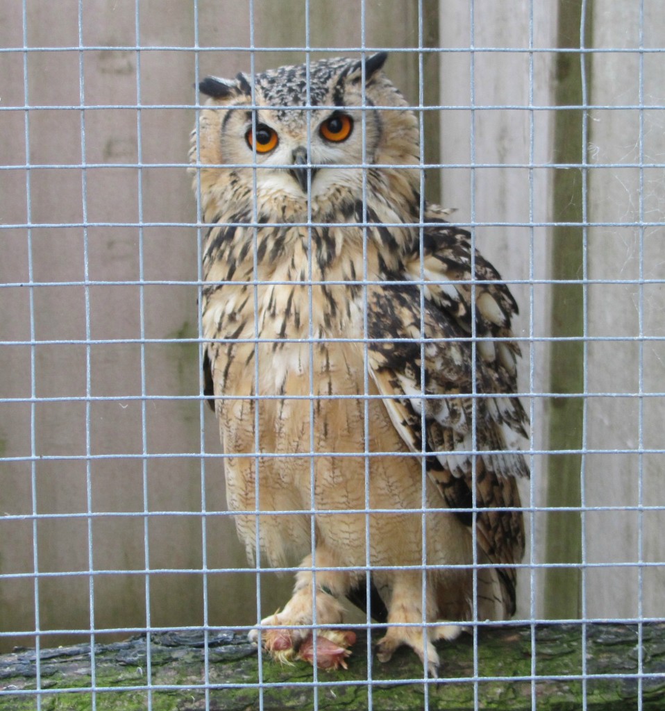 Hatton World Autumn 2014 owl