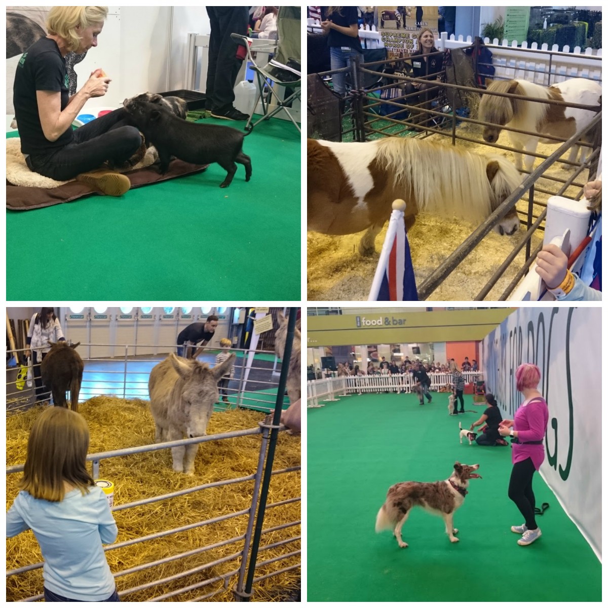 The National Pet Show