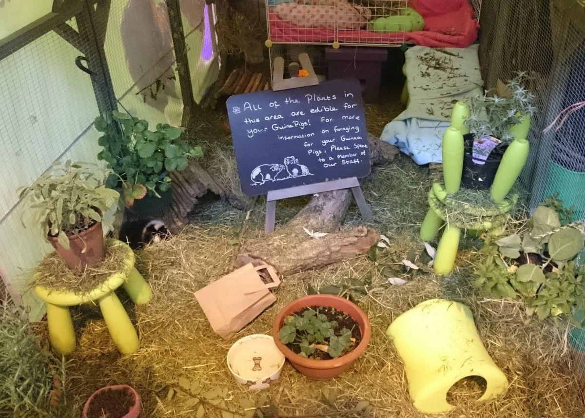 Wood Green guinea pigs display