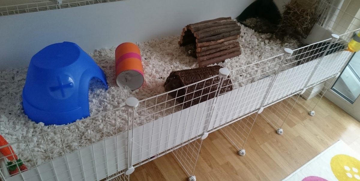 guinea-pig-cc-cage