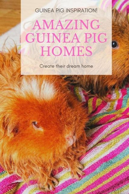 guinea pig homes
