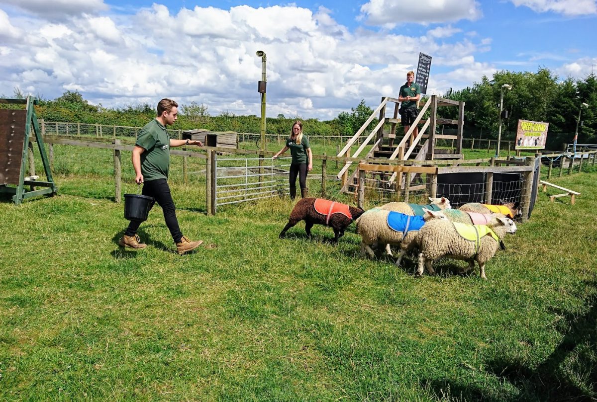 National Forest Adventure Farm sheep race