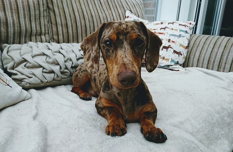 Herbie on sofa