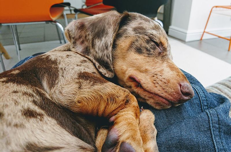 are dachshunds good lap dogs