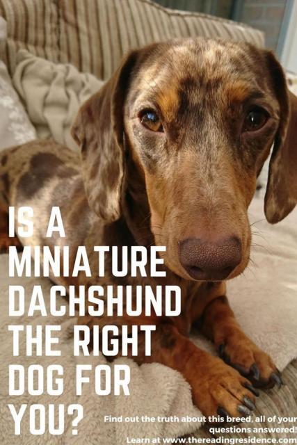 miniature dachshund personality