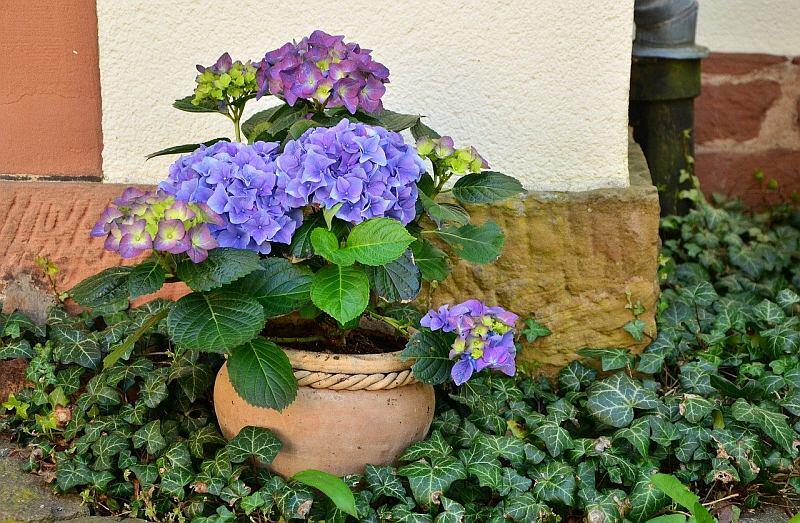 easy gardening with pots