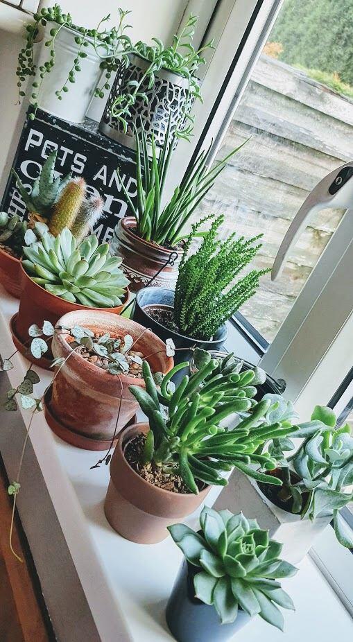 house plants displayed