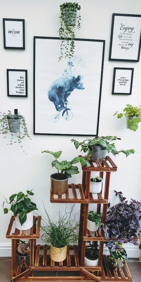 house plants displayed on wall